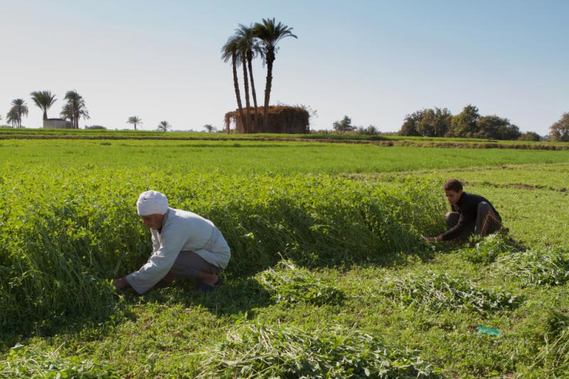 Traditional farmers in the Nile valley, cutting fodder for cattle. Sohag, Egypt. Photo credit: By Senderistas/Shutterstock
