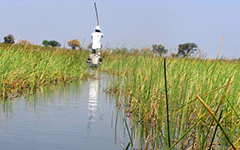 A 'Mokoro' boat sails through the Okavango delta in Botswana. - Photo: Shutterstock
