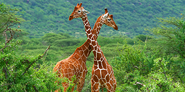 Two giraffes fight at the Samburu National Park. - Photo: Shutterstock