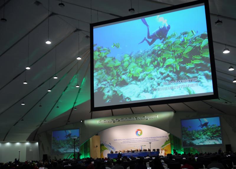 COP 12 Mexico Presentation