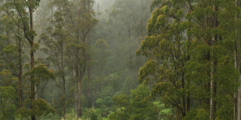 Realising the value of accounting for the forests of the Victorian Central Highlands, Australia