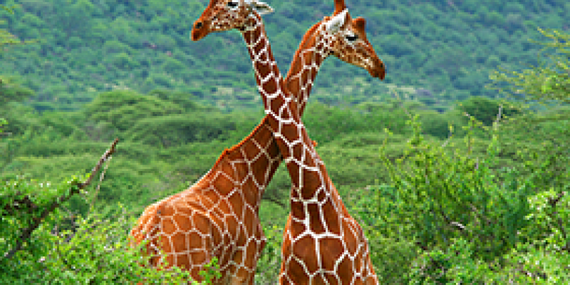 Two giraffes fight at the Samburu National Park. - Photo: Shutterstock