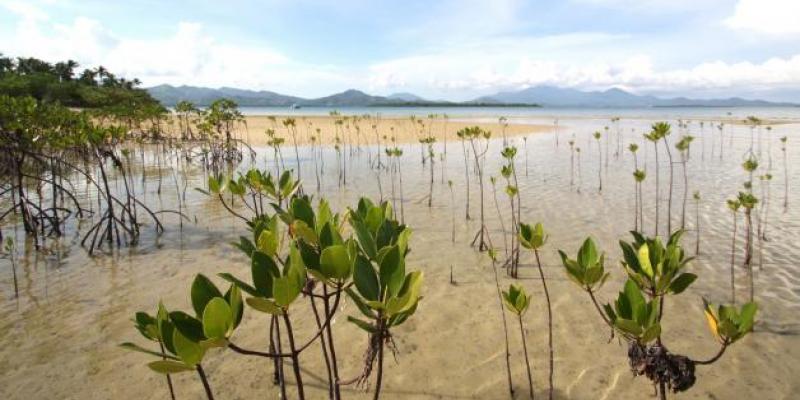Mighty mangroves of the Philippines: Valuing wetland benefits for risk reduction and conservation