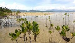 Mighty mangroves of the Philippines: Valuing wetland benefits for risk reduction and conservation