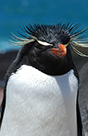 A penguin. - Photo: Robert Davis/World Bank